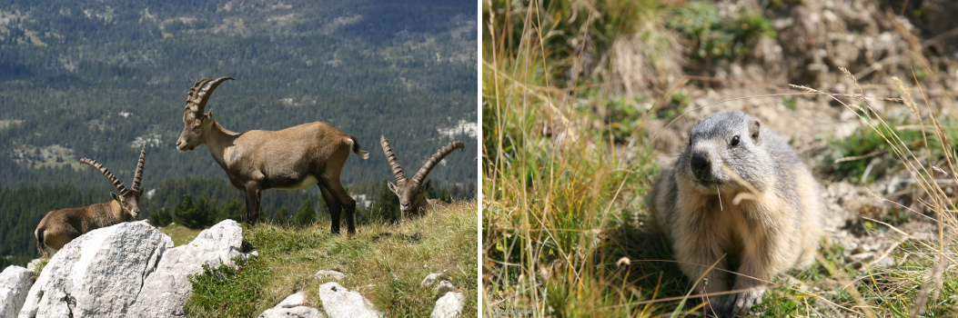 baniere-faune-ecrins-alpes-isere