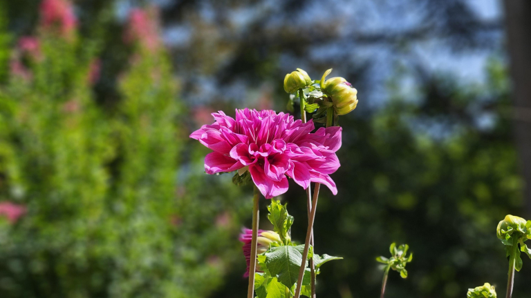 Jardin des Fontaines Ptrifiantes