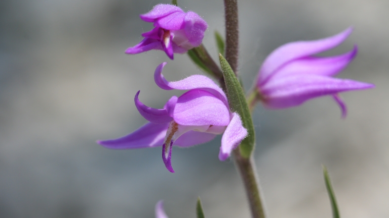 Cephalanthera rubra - R.Quesada - Lo Parvi