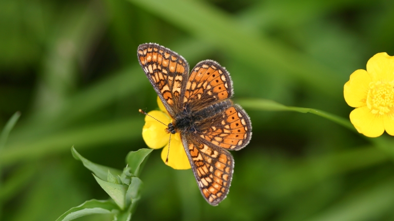 Euphydrias aurinia - G.Delcourt - Lo Parvi