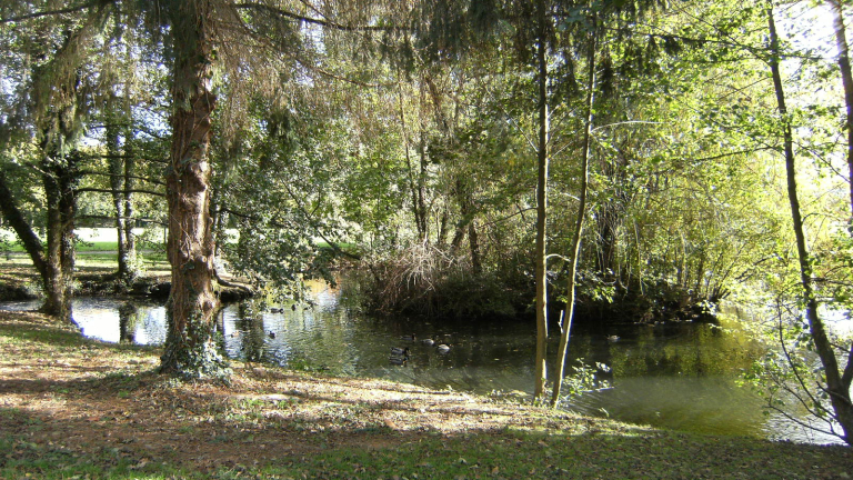 Mare aux canards