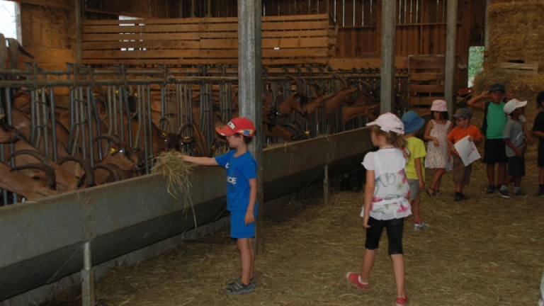 Les enfants en visite  la Chvrerie de la Ferme des Sorbiers