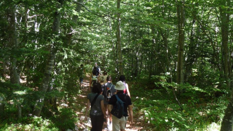 Promenade dans les bois