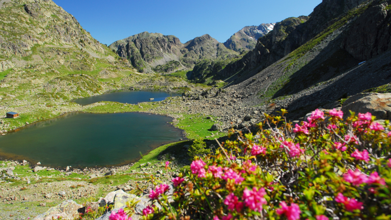 Fleurs lacs Robert Chamrousse