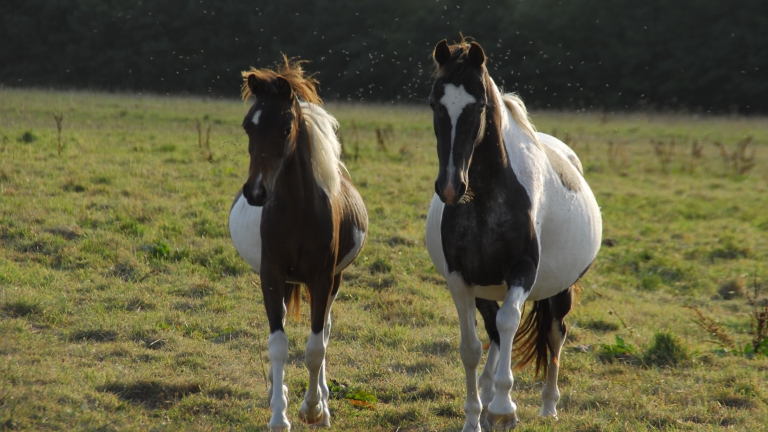 Equitation au Haras du Brin d'Amour