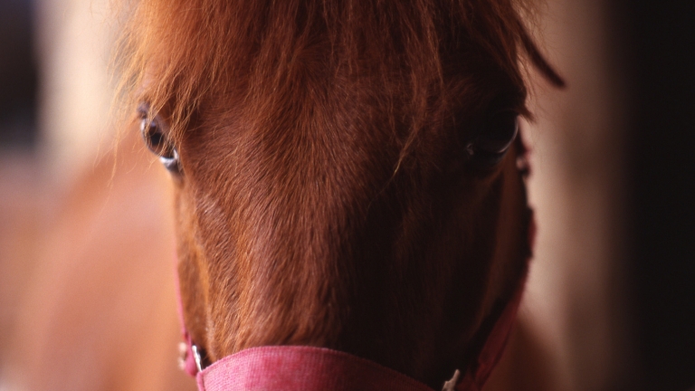 Débourrage de vos chevaux à la Cavalcade