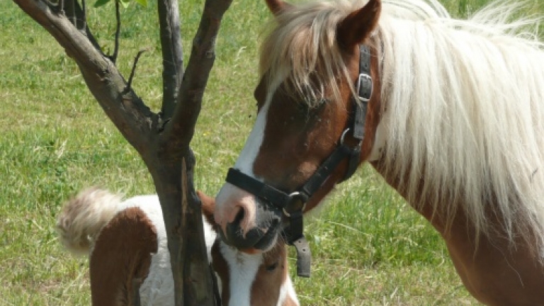 La randonnée à poney rendue accessible aux tous petits