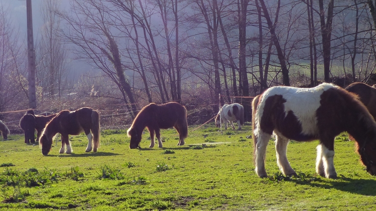 La randonne  poney rendue accessible aux tous petits