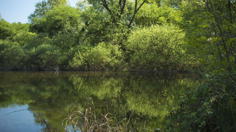 Espace Naturel Sensible de la Save - Secteur des tangs de Passins