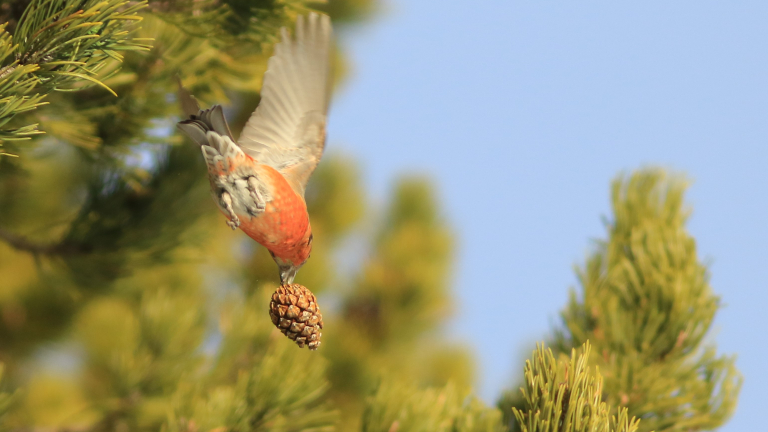 Initiation  la reconnaissance des oiseaux par le chant, le comportement et le plumage