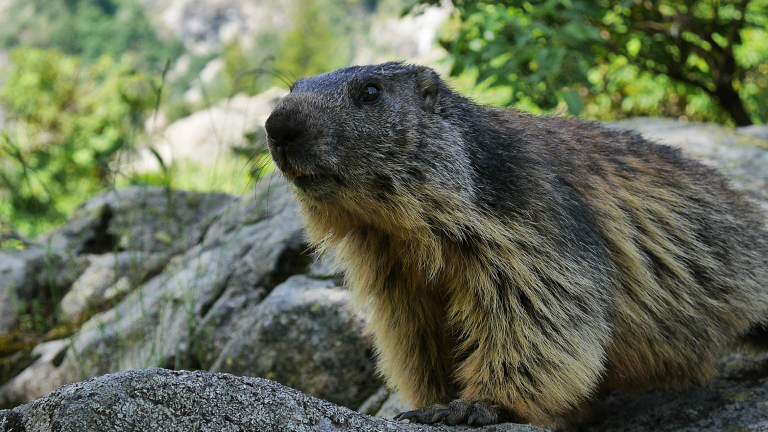 Le lac Lauvitel et ses marmottes