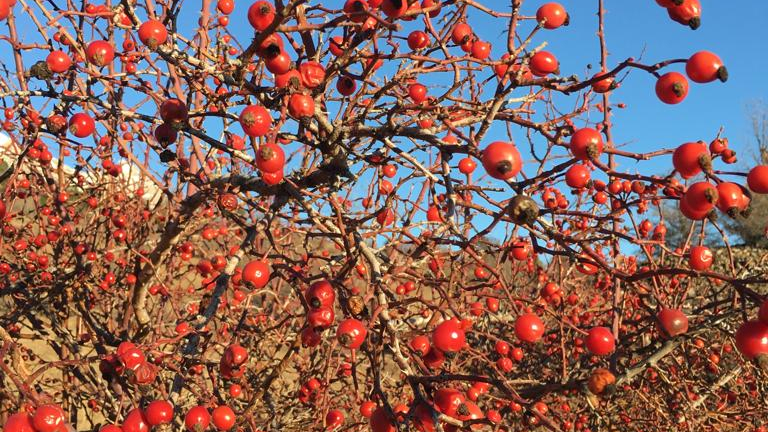 Fruits sauvages d'automne