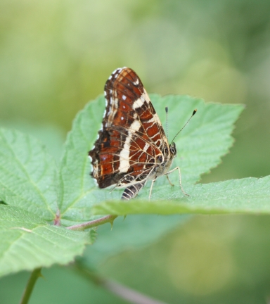 Araschnia levana - R.Quesada - Lo Parvi