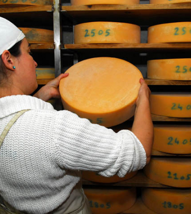 Affinage du fromage au GAEC du Thicaud Ferme  Herbeys