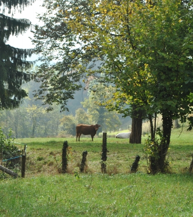 Circuit pdestre le Chemin des vaches Montferrat