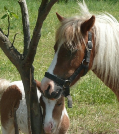 La randonne  poney rendue accessible aux tous petits