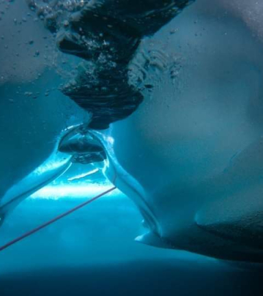 Plonge sous glace