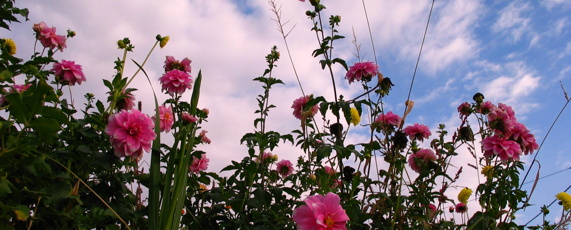 Fleurs dans la campagne viennoise