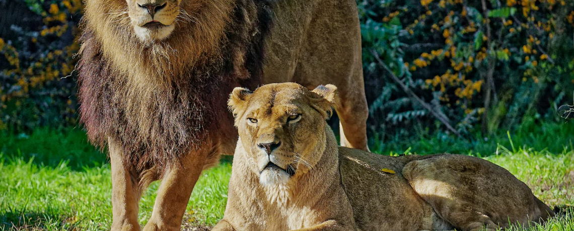 Couple de lions