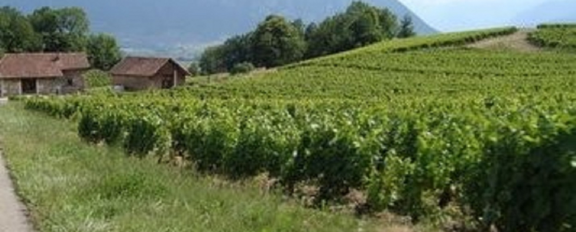 Itinéraire VTT Bellecombette à la rencontre des vignobles