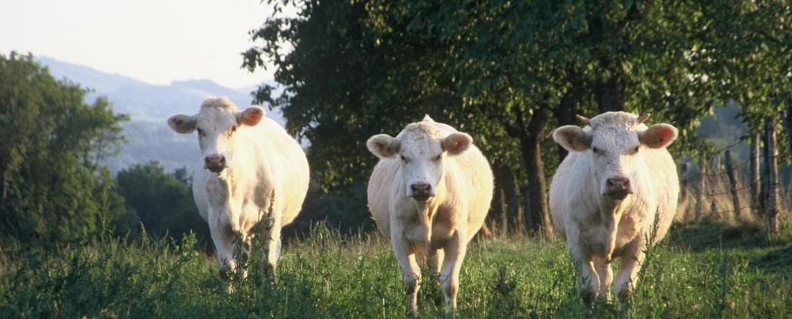 Marché des producteurs locaux