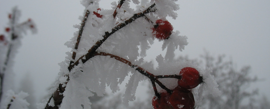 Randonnée Hivernale (raquettes ou à pied) &quot;Découverte nature&quot;