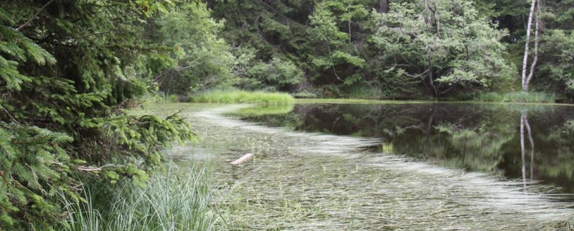 Espace Naturel Sensible de la forêt du Bout et Combe Grasse