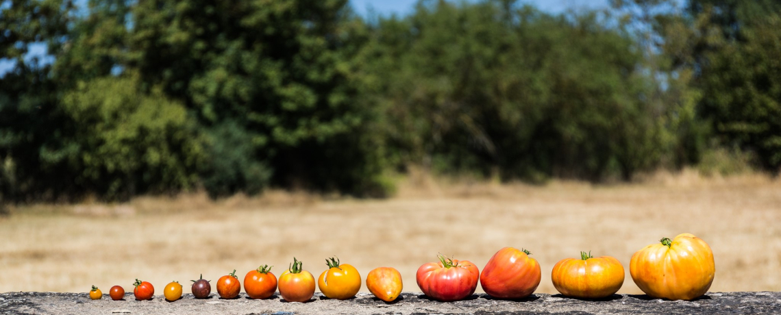 Tomates