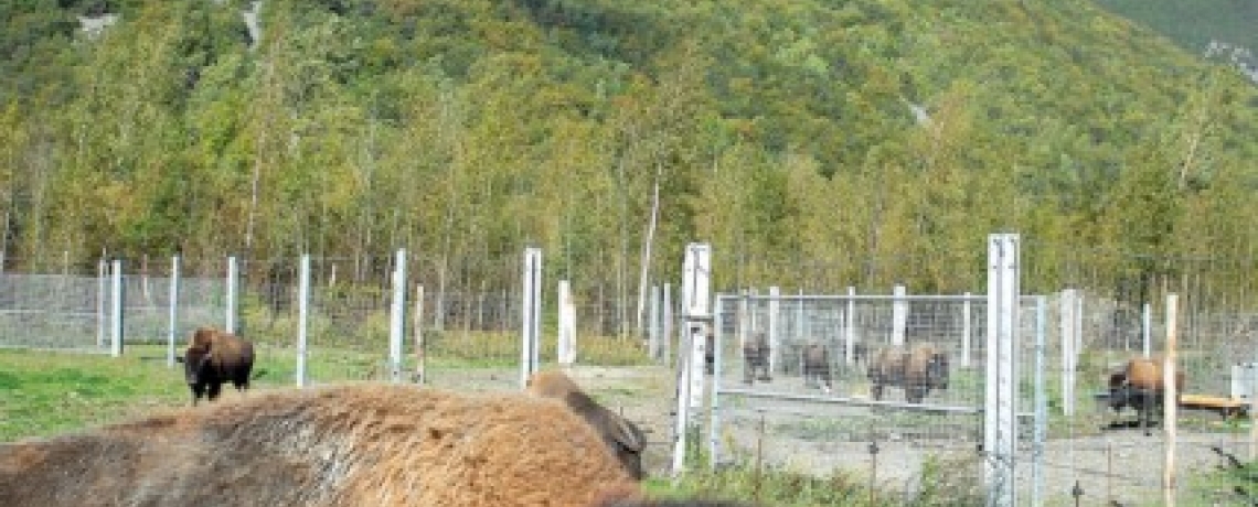 La Ferme des Bisons de l'Oisans