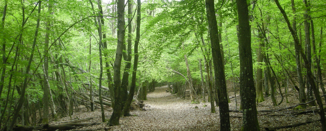 Bièvre Isère - Petit tour en Forêt de Chambaran