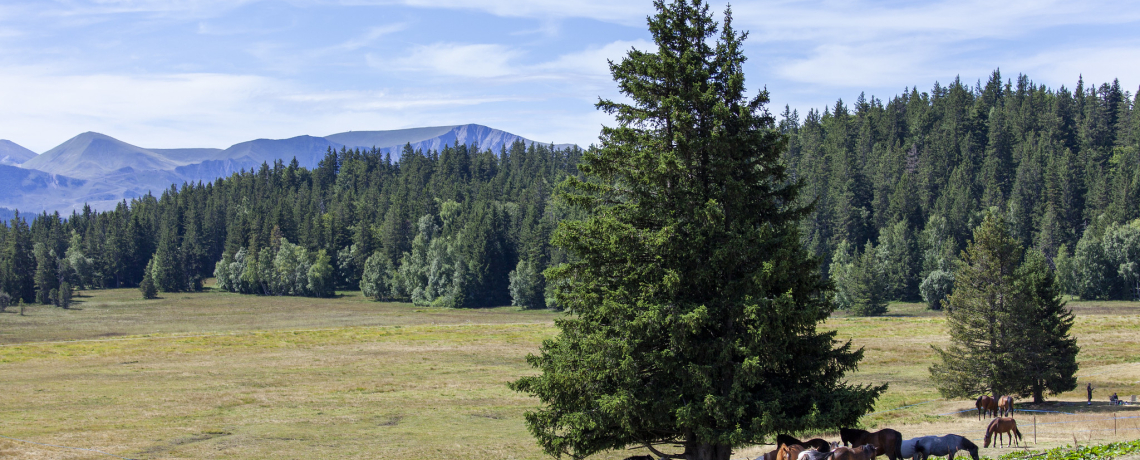 Plateau de l'Arselle