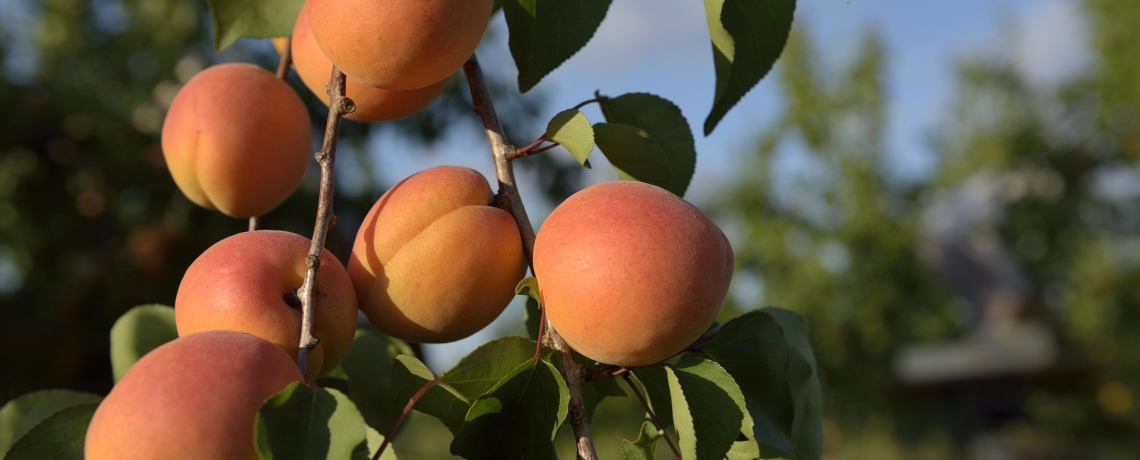 Marché aux fruits