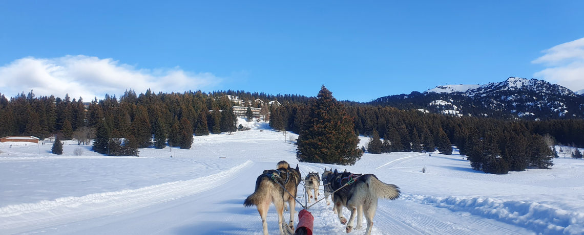 4 endroits où faire du chien de traîneau dans les Alpes françaises