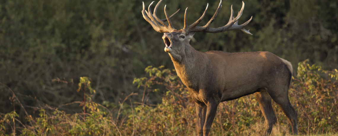 AFFUT ANIMALIER / BRAME DU CERF