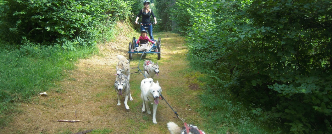 A la découverte du monde des chiens polaires