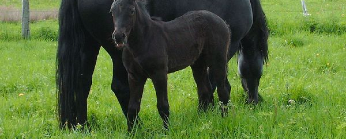 Chevaux Merens