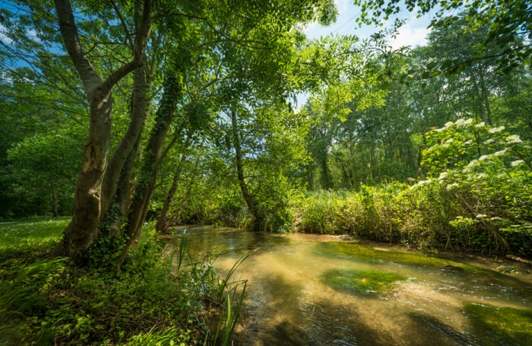 La Zone humide et le ruisseau de Saint-Savin, Espace Naturel Sensible