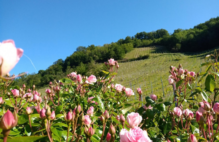 Domaine du Loup des Vignes