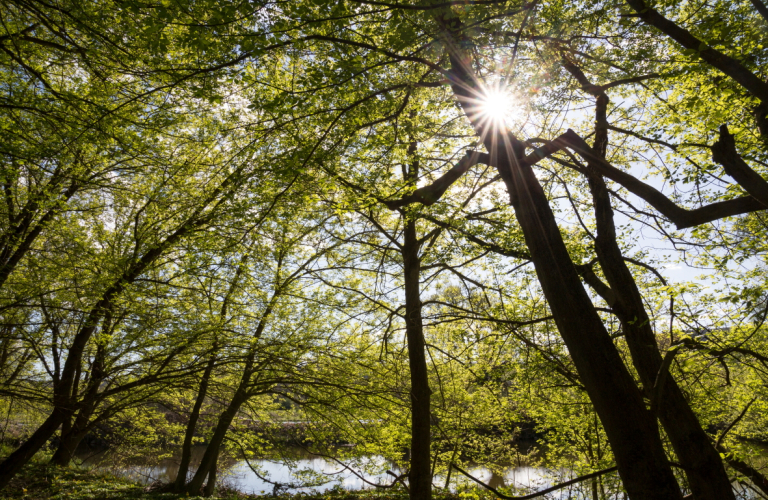 Réserve naturelle de l&#039;Ile de la Platière