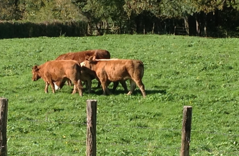 La ferme de Reculefort