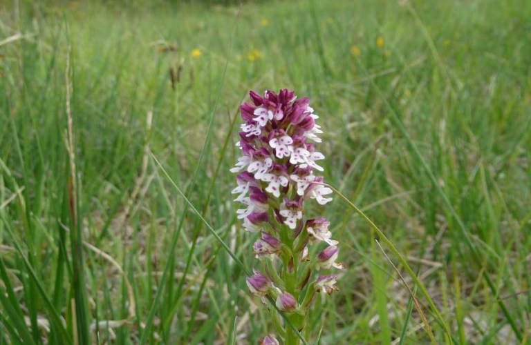 Espace Naturel Sensible La Combe de Vaux - les pelouses sèches