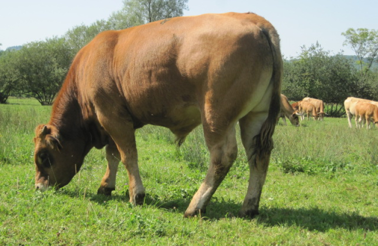 Ferme Jargot