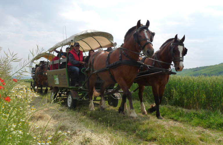 Le Loisir est dans le pré - Balade en calèche