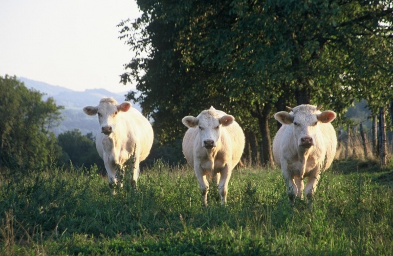 La ferme des vaches heureuses