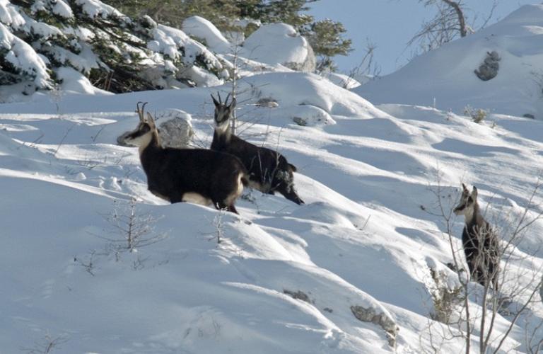 Randonnée Hivernale (raquettes ou à pied) &quot;Les animaux en hiver&quot;