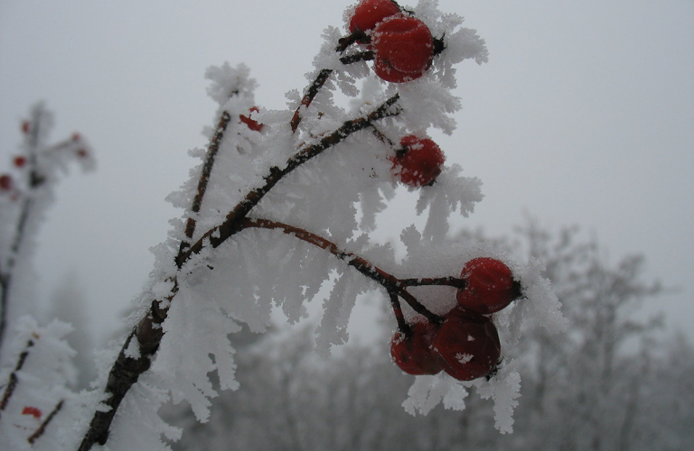 Randonnée Hivernale (raquettes ou à pied) &quot;Découverte nature&quot;