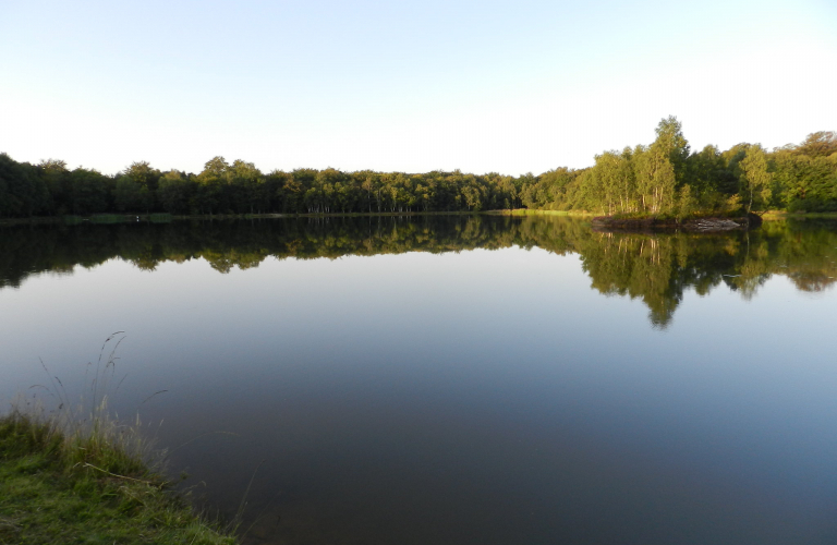 Entre étang et forêt