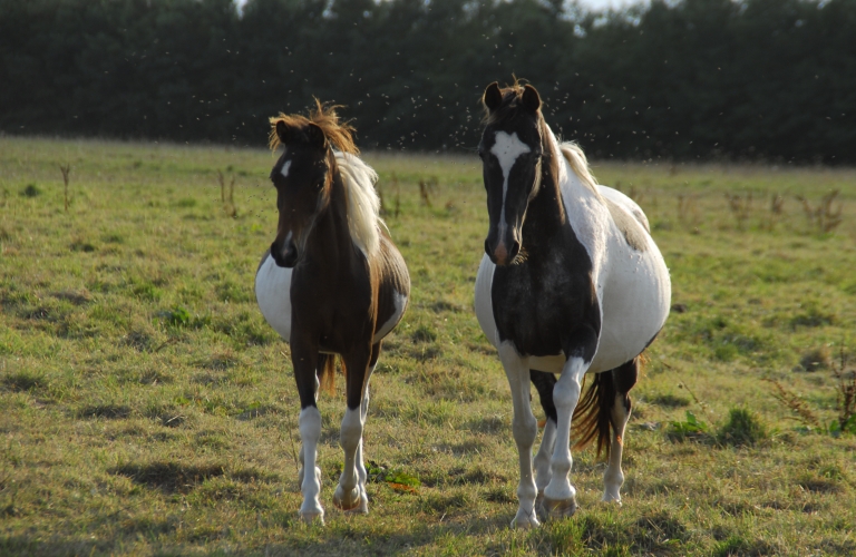 Equitation au Haras du Brin d'Amour