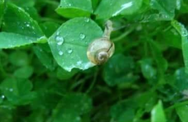 L&#039;Escargot du Prieuré