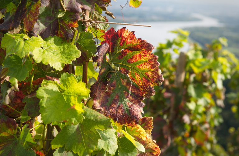 Vue depuis le vignoble de Cte-Rtie